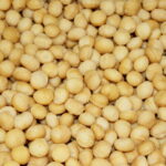 Raw Macadamias - 500gm Grown in Northern NSW - LISMORE